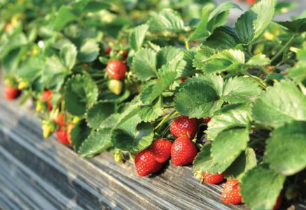 How to Grow Strawberries in Your Garden Image